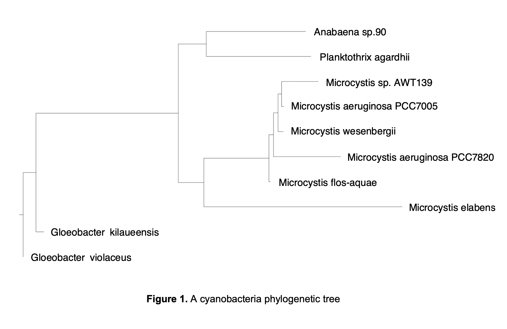 A cyanobacteria phylogenetic tree